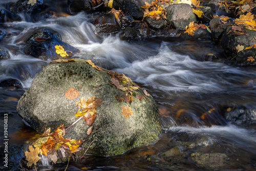 Water flows around the boulder in the autumn river. A water cascade in autumn creek with fallen leaves.