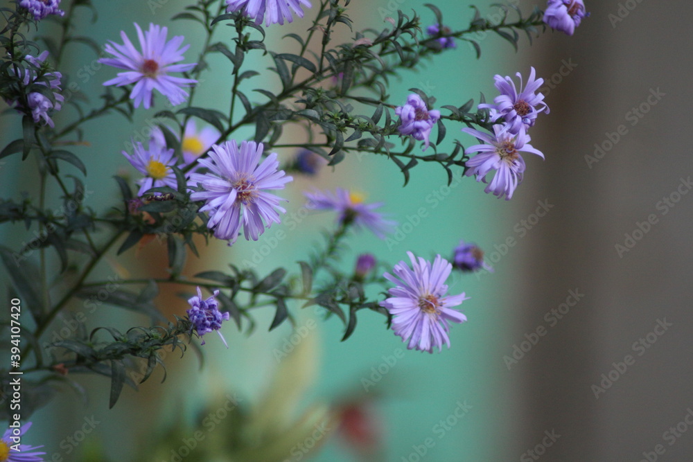 flowers in the garden