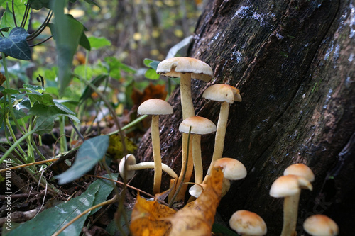 Funghi del parco di Monza, Italia photo