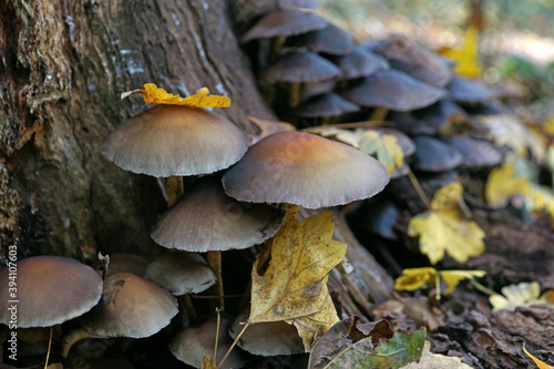 gruppo di funghi degli alberi nel parco di Monza