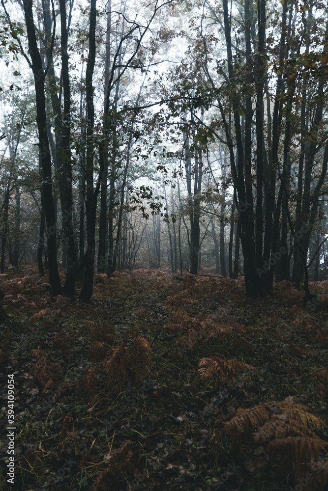 Obraz premium Gloomy forest 