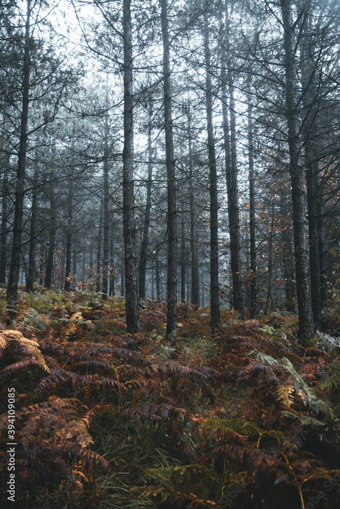 Foggy forest Foggy forest