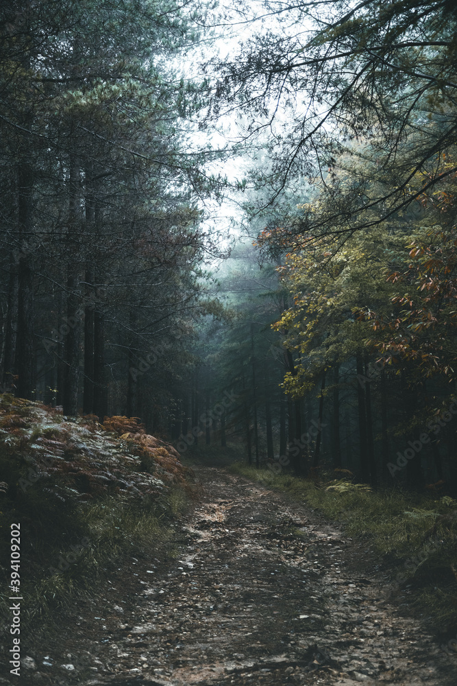 Obraz premium Foggy forest in Dordogne valley - Forêt brumeuse dans la vallée de la Dordogne