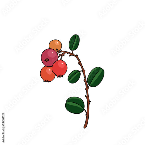 vector drawing lingonberry