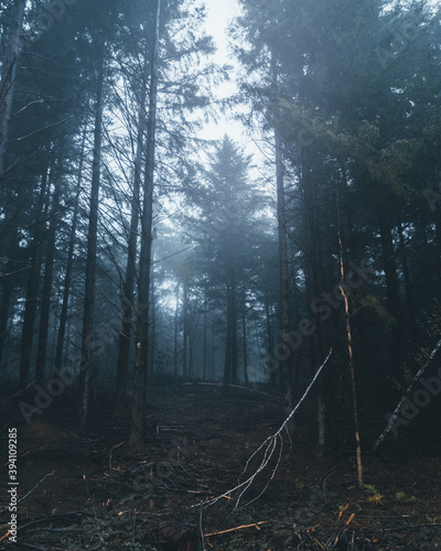 Dark forest / Forêt sombre en Dordogne photo