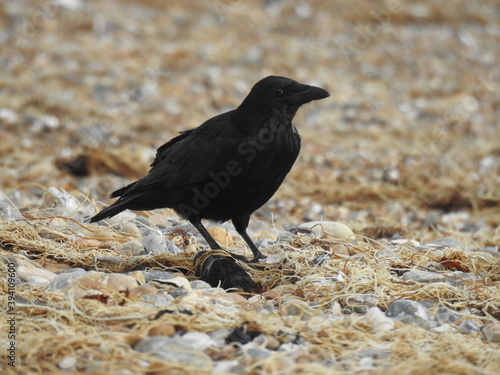 Black crow on the beach