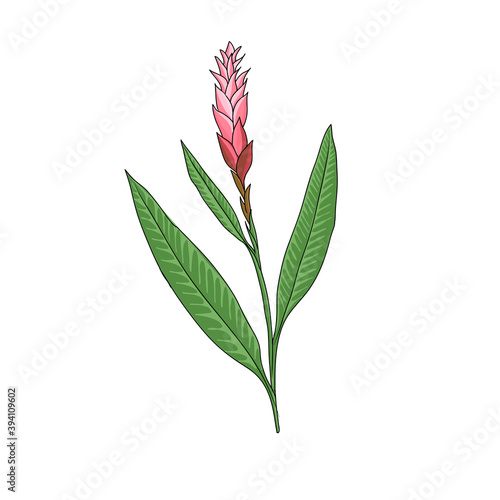 vector drawing ginger plant