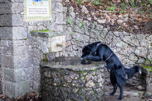 Thirsty dog is drinking water from well.