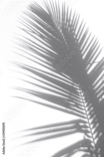 Minimal summer travel concept with palm tree leaf