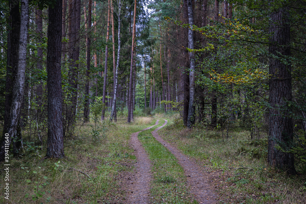 Obraz premium Forest path in Darzlubska Wilderness near Wejherowo town, Kashubia region, Pomerania Province of Poland