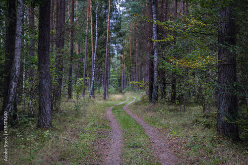 Forest path in Darzlubska Wilderness near Wejherowo town, Kashubia region, Pomerania Province of Poland