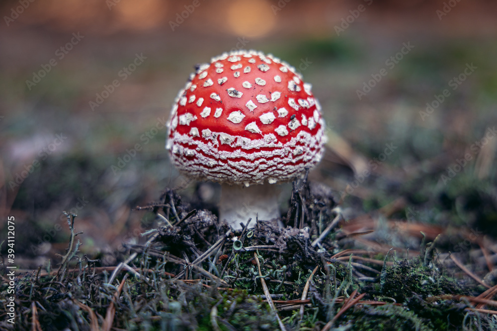 Fly agaric also called fly amanita in a small forest in Mazowsze region of Poland