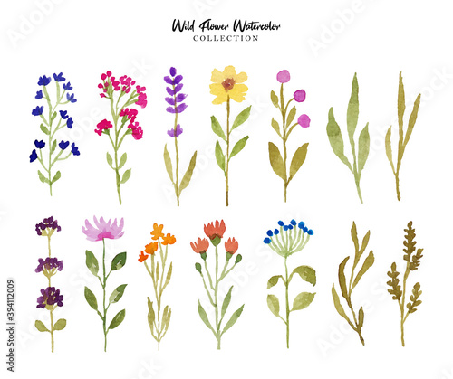 Fototapeta Naklejka Na Ścianę i Meble -  Wild Flower Collection
