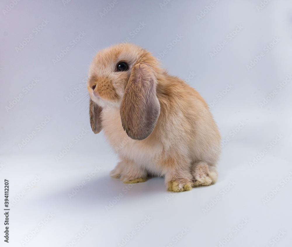 Beautiful minilop rabbit on a white background