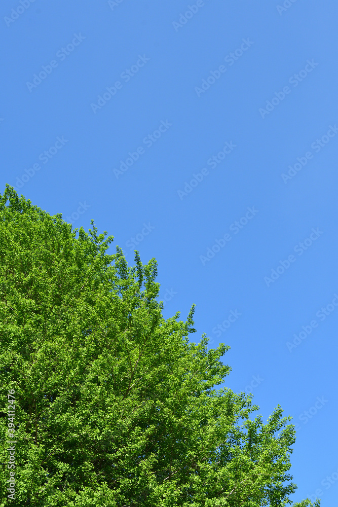 Tree with bright green leaves. Tree with bright green leaves.