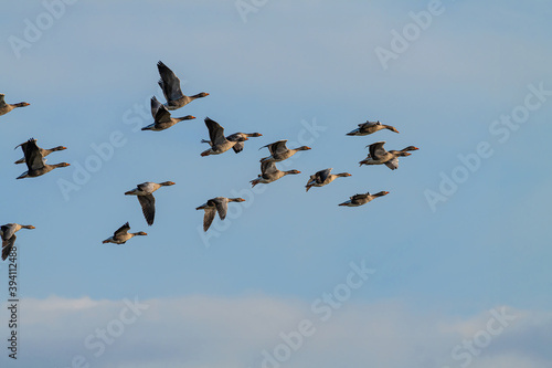 A flock of Greylag Geese in Flight