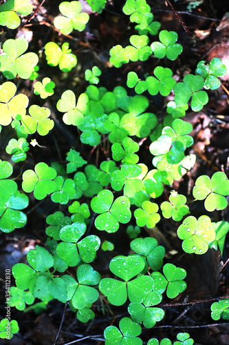 Background from plant clover four leaf. Irish traditional symbol. St.Patrick 's Day. © alexkich