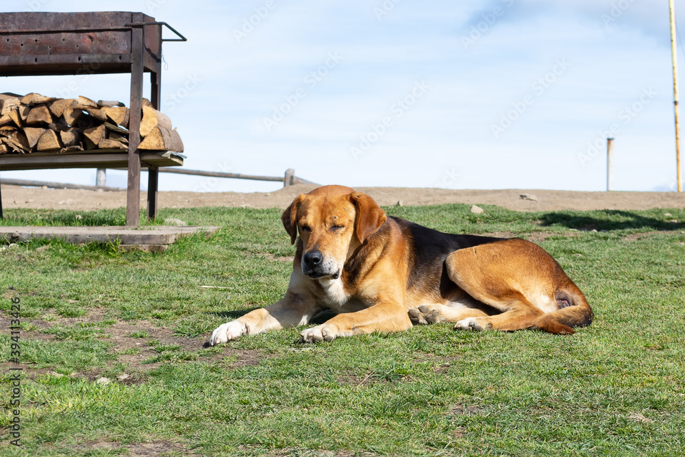Sad, homeless dog on the grass. Homeless animals. Sad, homeless dog on the grass. Homeless animals.