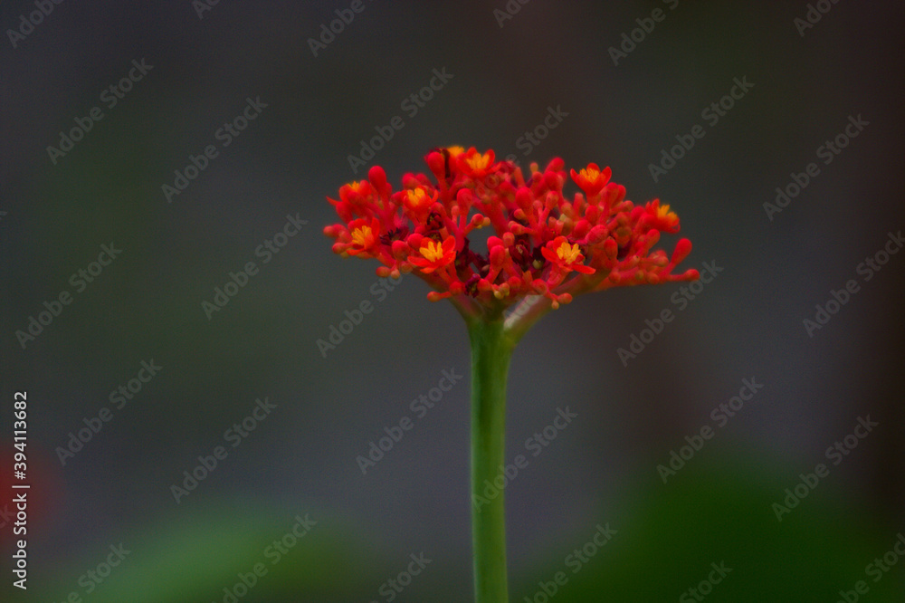 orange flower in the garden orange flower in the garden