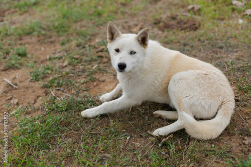 White young husky dog on the ground sitting and lying  Natural background.