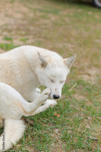 White young husky dog on the ground sitting and lying& Natural background. © shutnica
