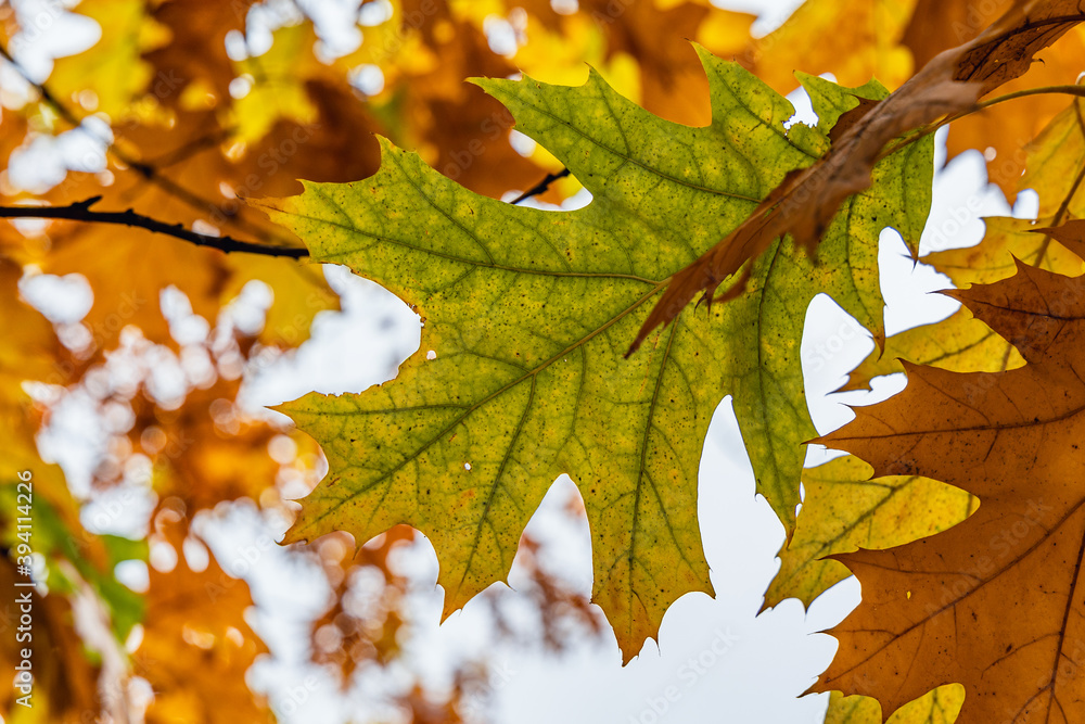Fototapeta premium Oak tree leaves during autumn in Mokotow Field - large park in Warsaw, capital city of Poland
