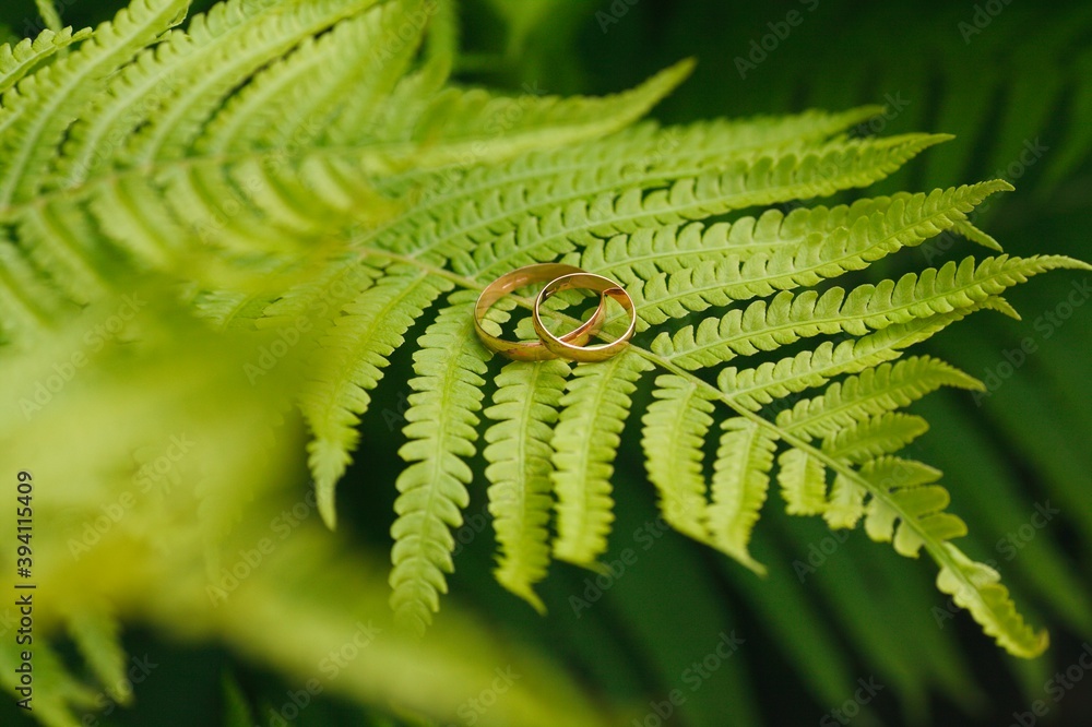Fototapeta premium Two gold wedding rings lie on a green fern leaf. Wedding rings on a background of greenery and fern leaves. Copy space, top view, flat lay. Rustic composition. Botanical chic. Photo series