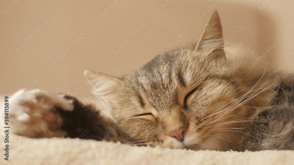 cute siberian cat lying and sleeping on bed on blanket in bedroom, concept lovely pets, domestic animals cute siberian cat lying and sleeping on bed on blanket in bedroom, concept lovely pets, domestic animals