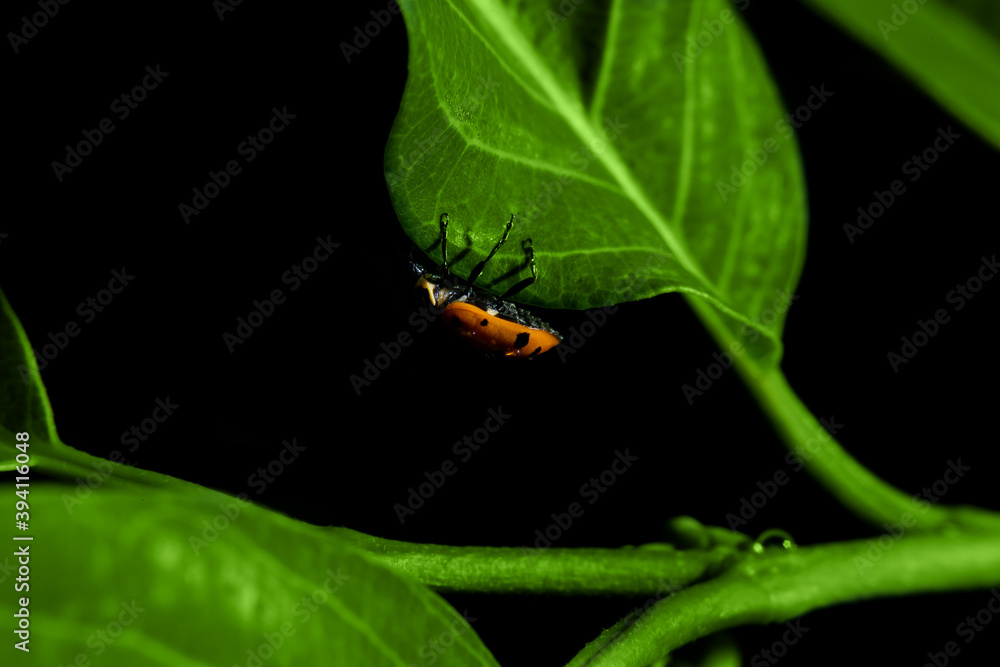 Joaninha caminhando sobre um galho verde cheio de folhas com o fundo preto. Joaninha caminhando sobre um galho verde cheio de folhas com o fundo preto.