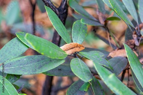 Close to a thick juicy leaf of an exotic plant in a greenhouse