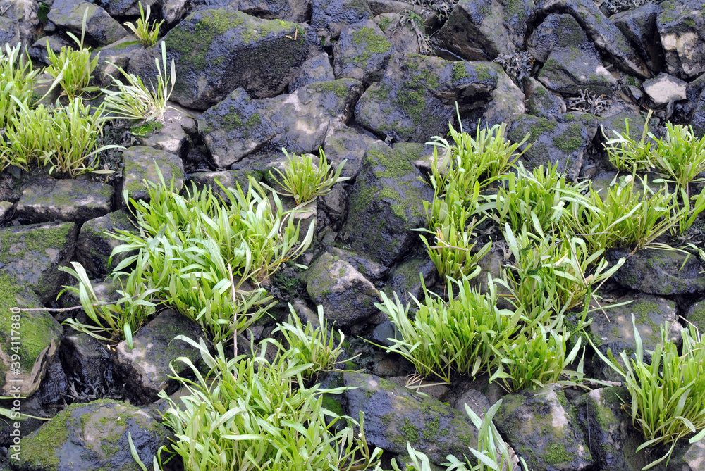 Close Up of Riverside Rocks with Green Plants Close Up of Riverside Rocks with Green Plants