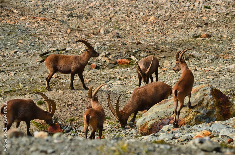 Fototapeta premium mountain ibex in the swiss alps