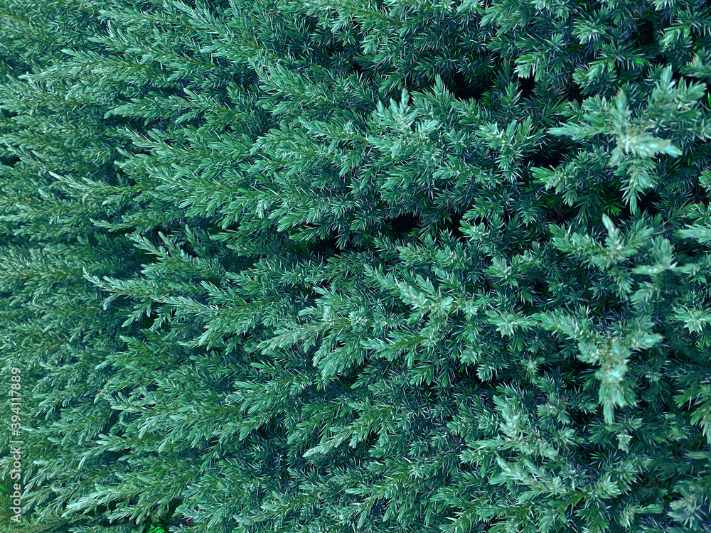 green coniferous juniper needles natural background closeup