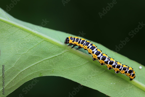Lepidoptera Noctuidae larvae live on wild plants, North China © zhang yongxin