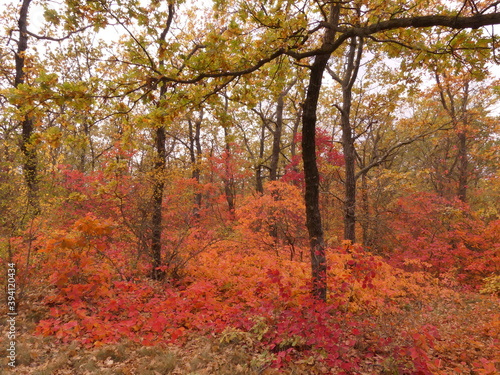 Autumn is the most beautiful  picturesque  season in the forest. Odessa region  Ukraine .