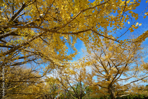 秋のカラフルに黄葉したイチョウ並木 - 日本、東京都、昭和記念公園