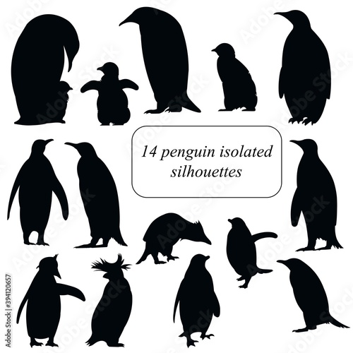 Penguins penguins of various species silhouettes set