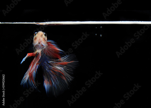 Small Colorful Betta or siamese fighting fish or cupang, at Black background