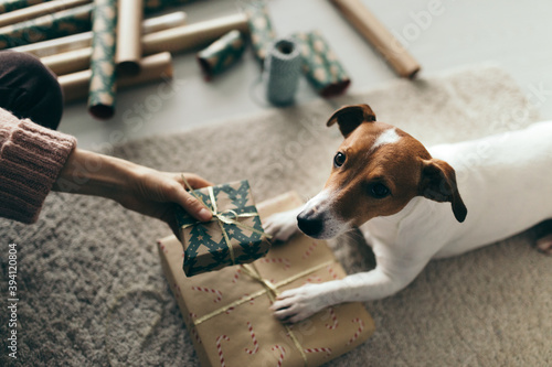 preparing Christmas presents with dog photo