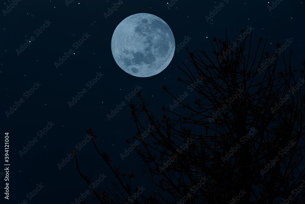 Full moon on the sky with silhouette tree branch at night.