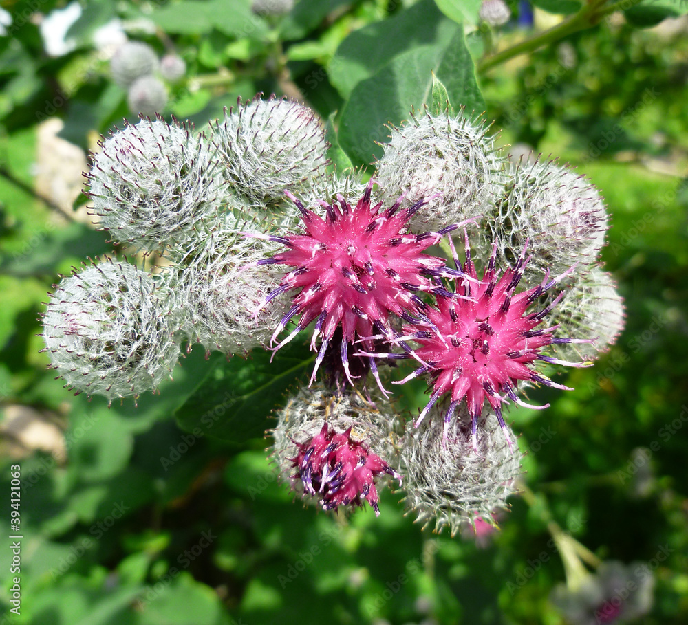 Burdock thorny purple flower, green buds and leaves in herbal garden ...