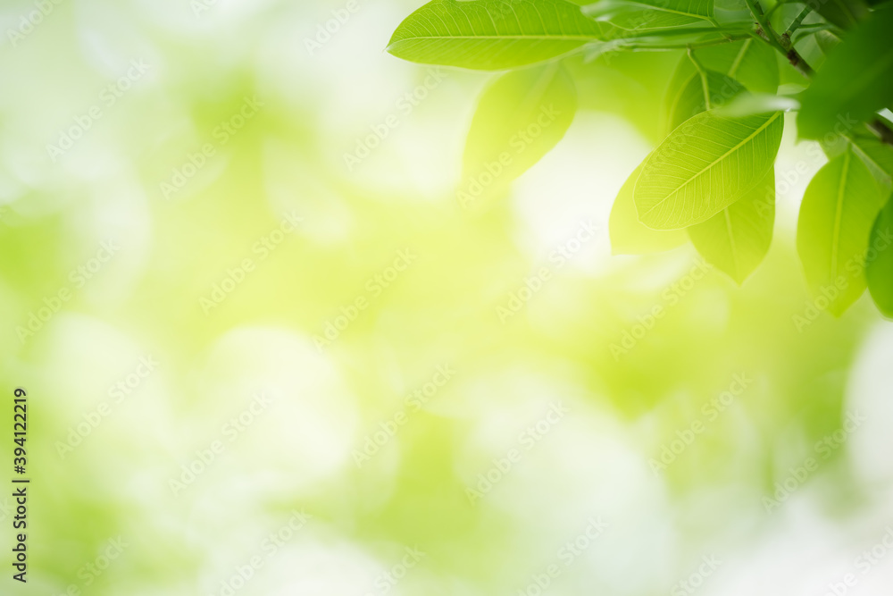 Nature of green leaf in garden at summer. Natural green leaves plants using as spring background cover page greenery environment ecology wallpaper Nature of green leaf in garden at summer. Natural green leaves plants using as spring background cover page greenery environment ecology wallpaper
