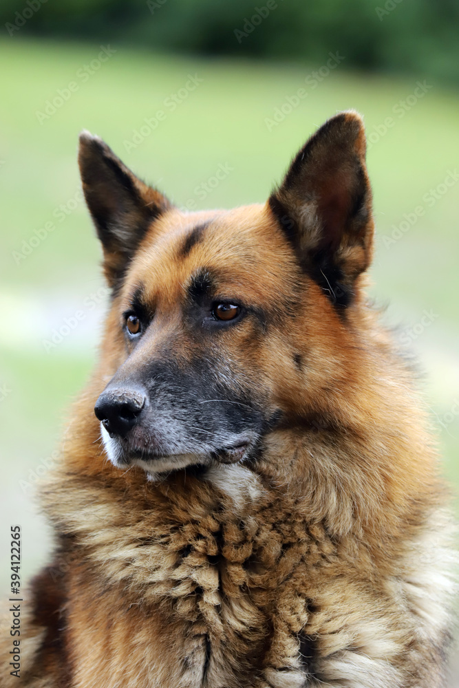 Portrait of a young german shepherd on a trail in the green Portrait of a young german shepherd on a trail in the green