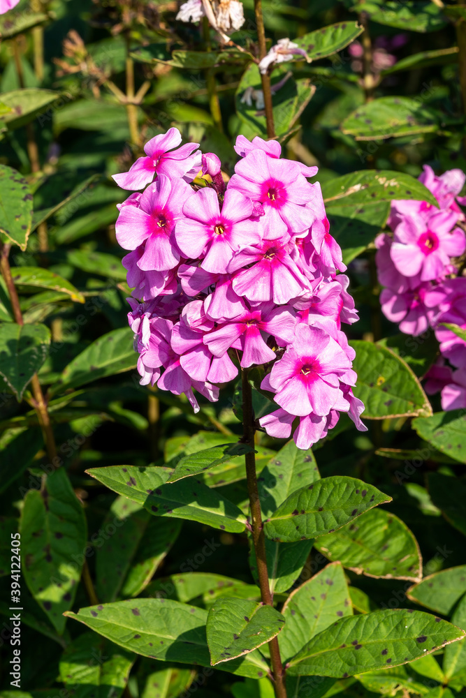 Phlox paniculata 'Eva Cullum' a pink herbaceous summer autumn flower plant, stock photo image Phlox paniculata 'Eva Cullum' a pink herbaceous summer autumn flower plant, stock photo image