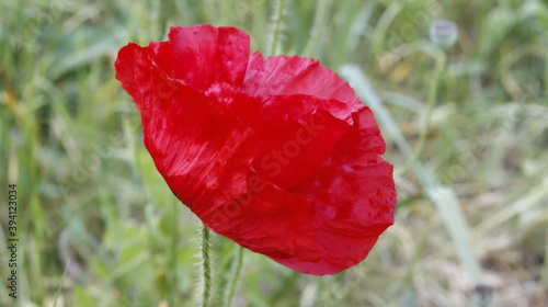 Papaver rhoeas | red poppy | klaproos photo