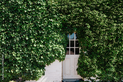 Ivy covered Barn on . luxury country estate photo