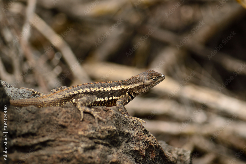 lizard on a rock lizard on a rock