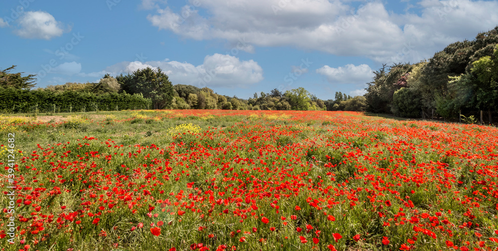 FIELD OF POPPIES AND SKY