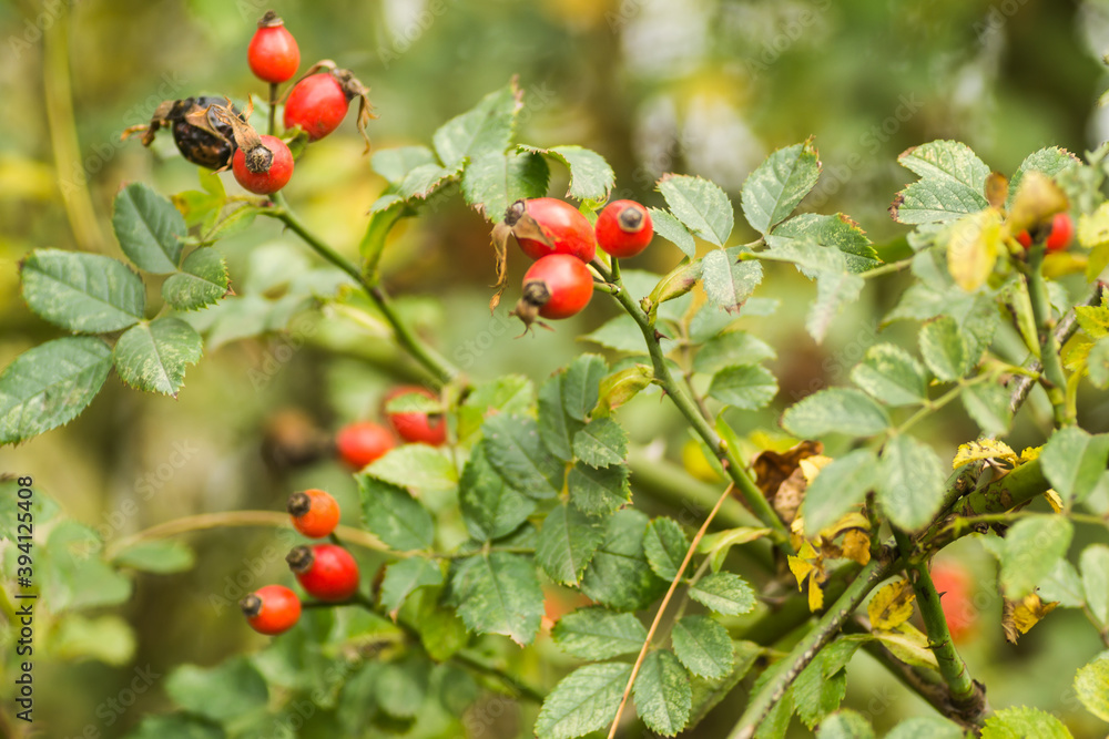 rosehips in the fall at sunset