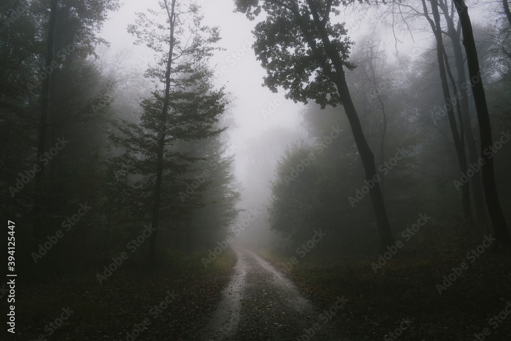 Haunted forest road with fog